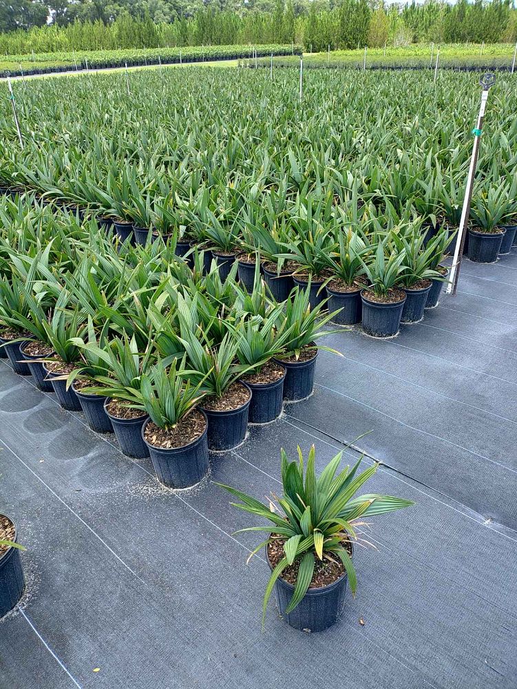 sabal-minor-dwarf-blue-stem-palmetto