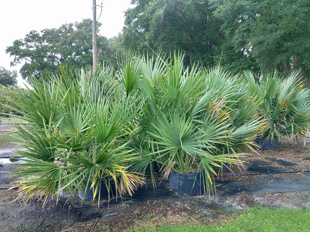sabal-minor-dwarf-blue-stem-palmetto