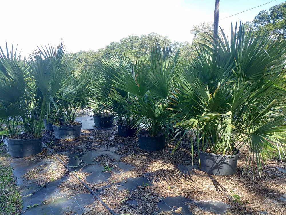 sabal-minor-dwarf-blue-stem-palmetto