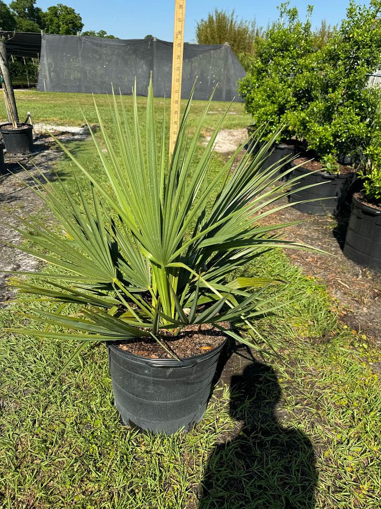 sabal-minor-dwarf-blue-stem-palmetto