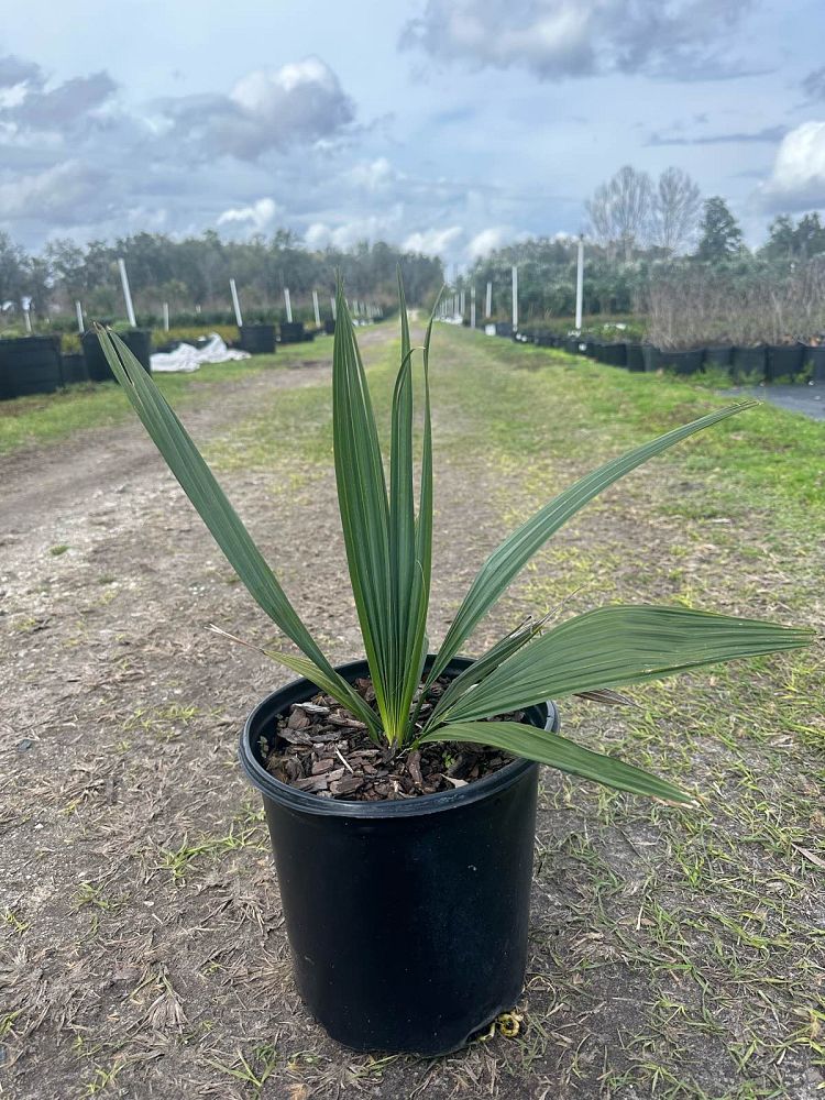 sabal-minor-dwarf-blue-stem-palmetto