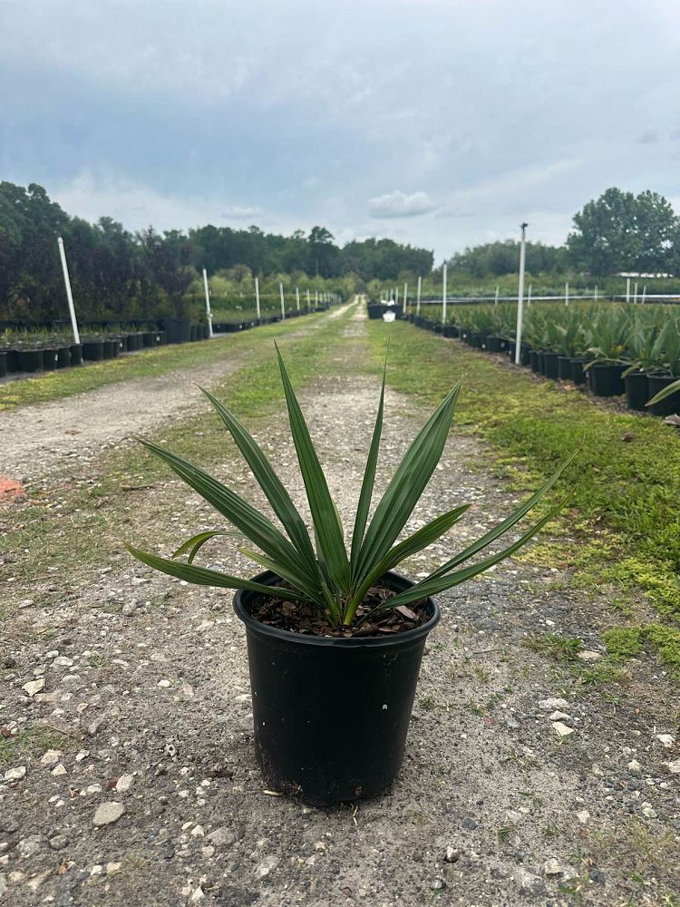 sabal-minor-dwarf-blue-stem-palmetto