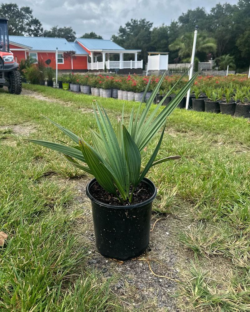 sabal-minor-dwarf-blue-stem-palmetto