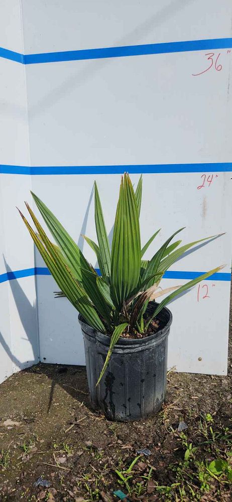 sabal-minor-dwarf-blue-stem-palmetto