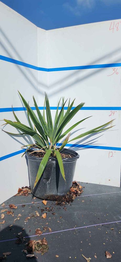 sabal-minor-dwarf-blue-stem-palmetto