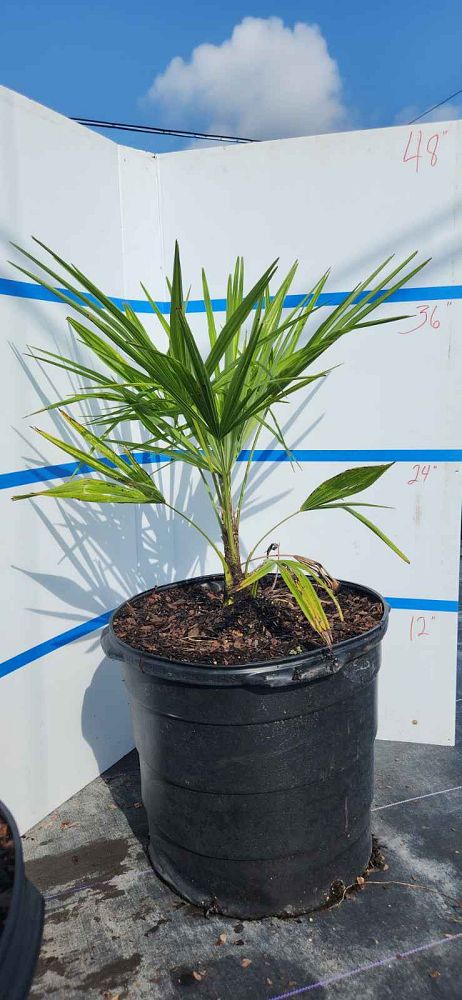 sabal-minor-dwarf-blue-stem-palmetto