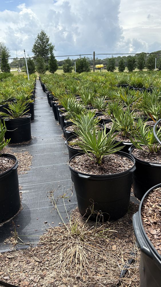 sabal-minor-dwarf-blue-stem-palmetto