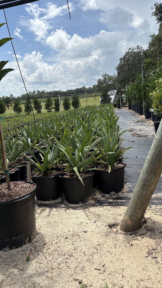 sabal-minor-dwarf-blue-stem-palmetto