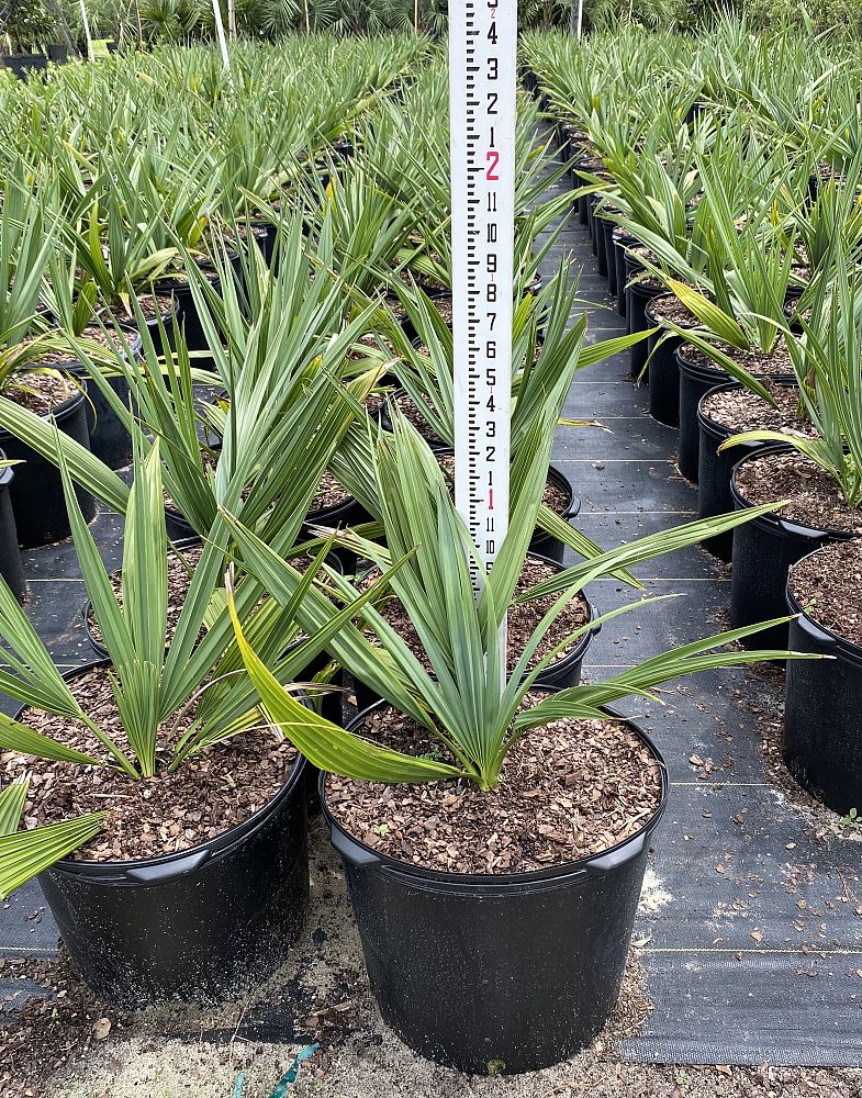 sabal-minor-dwarf-blue-stem-palmetto