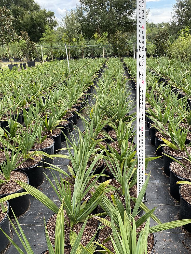 sabal-minor-dwarf-blue-stem-palmetto