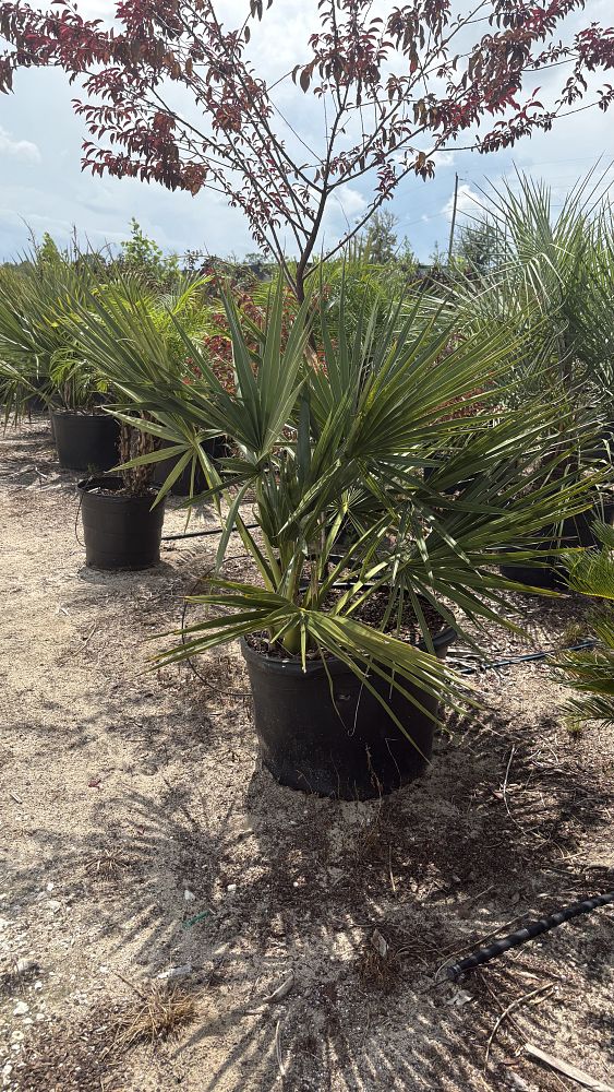 sabal-minor-dwarf-blue-stem-palmetto