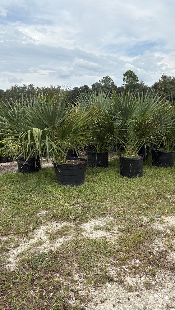 sabal-minor-dwarf-blue-stem-palmetto