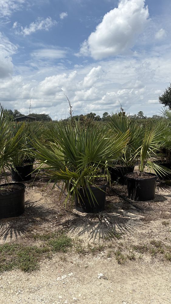 sabal-minor-dwarf-blue-stem-palmetto