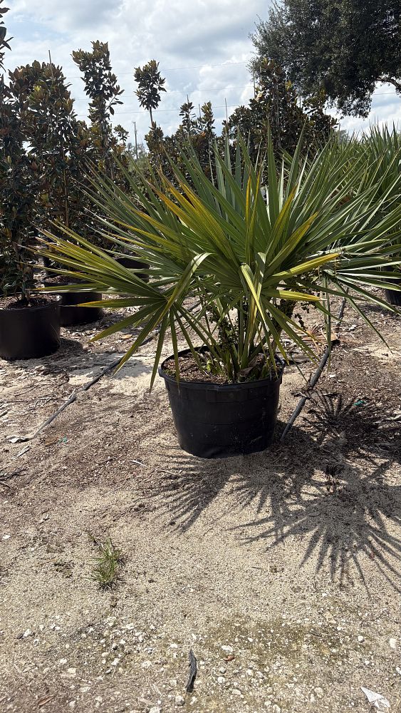 sabal-minor-dwarf-blue-stem-palmetto