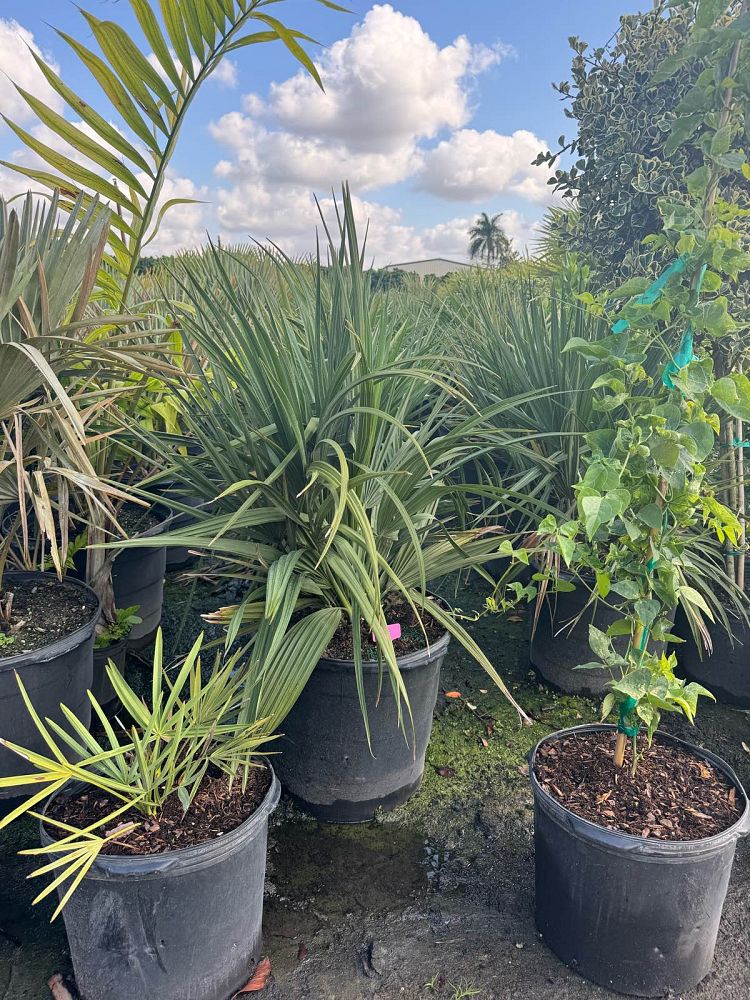 sabal-minor-dwarf-blue-stem-palmetto