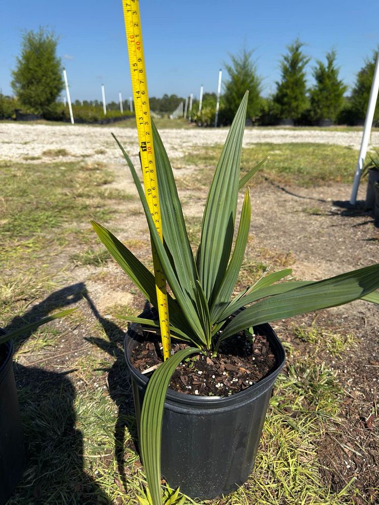 sabal-minor-dwarf-blue-stem-palmetto