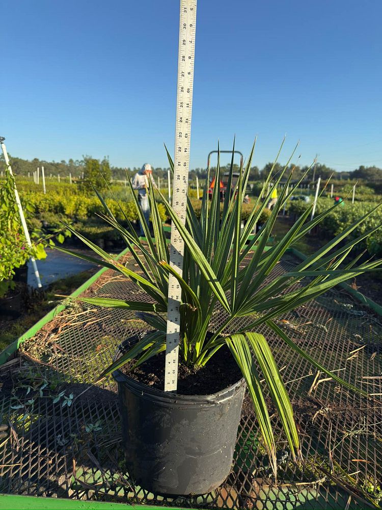 sabal-minor-dwarf-blue-stem-palmetto