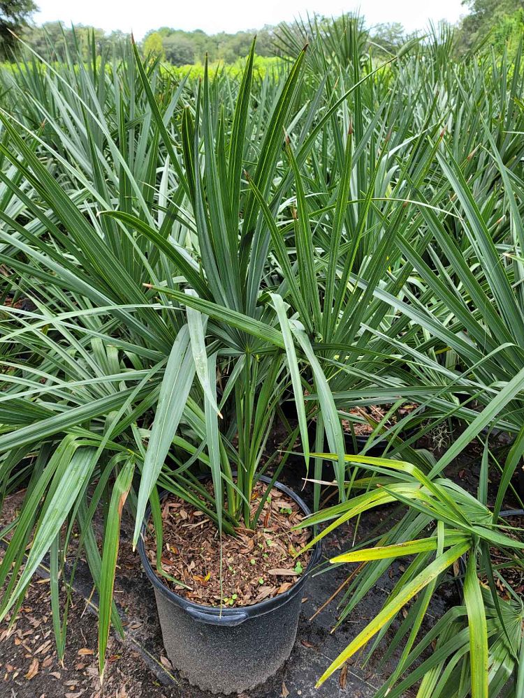 sabal-minor-dwarf-blue-stem-palmetto