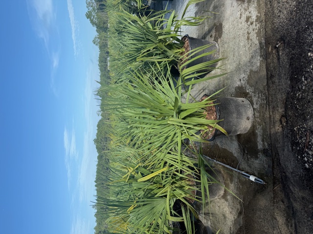sabal-minor-dwarf-blue-stem-palmetto