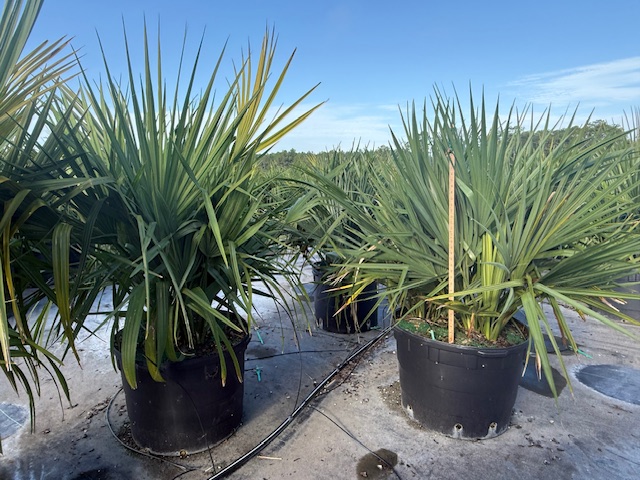 sabal-minor-dwarf-blue-stem-palmetto