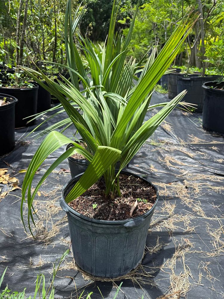 sabal-minor-dwarf-blue-stem-palmetto