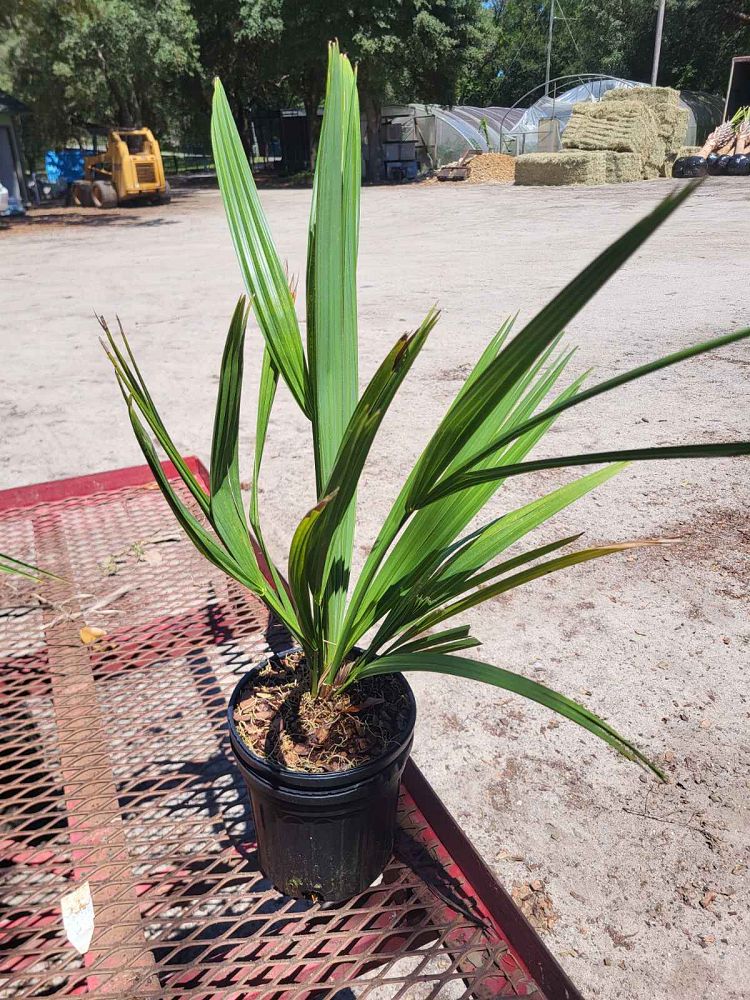 sabal-minor-dwarf-blue-stem-palmetto