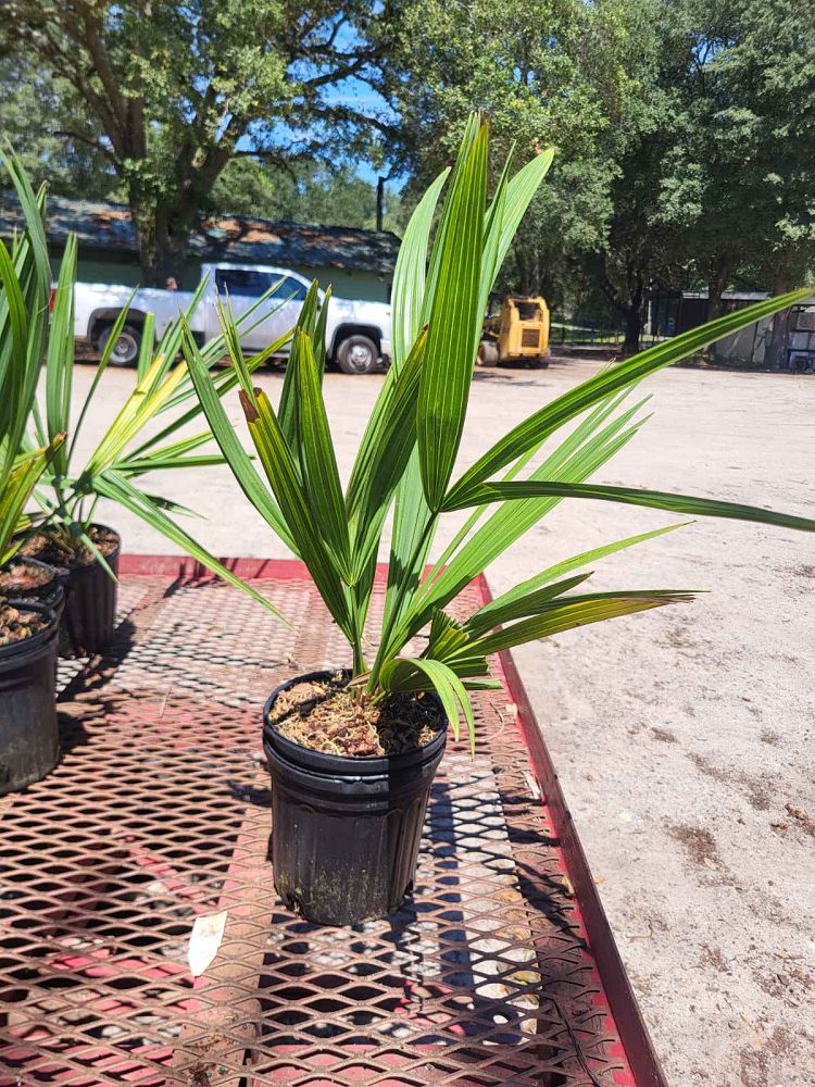 sabal-minor-dwarf-blue-stem-palmetto