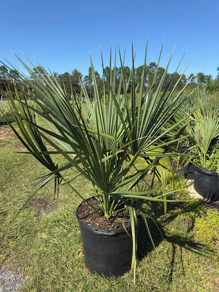 sabal-minor-dwarf-blue-stem-palmetto