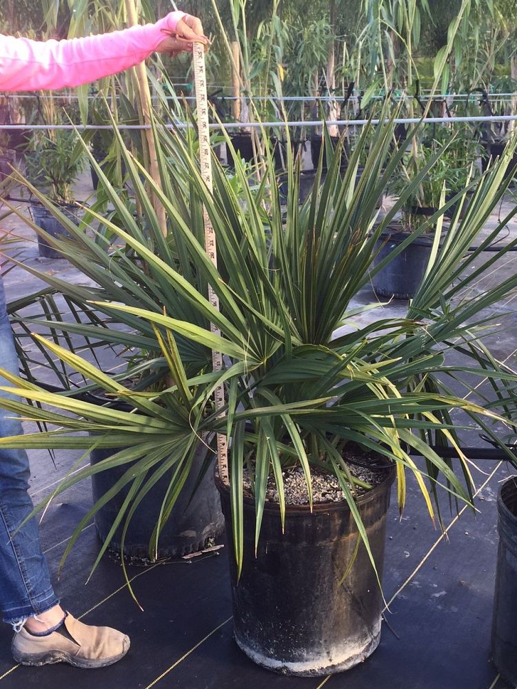 sabal-minor-tamaulipas-mexican-minor-tamaulipas-palm-tamaulipas-dwarf-palmetto