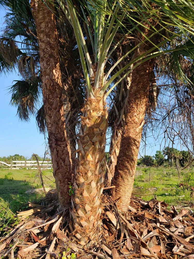 Corkscrew Tree LLC | plantANT.com