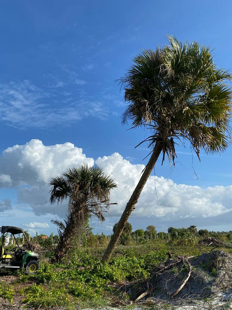 Corkscrew Tree LLC | plantANT.com
