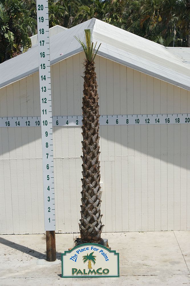 sabal-palmetto-cabbage-palm