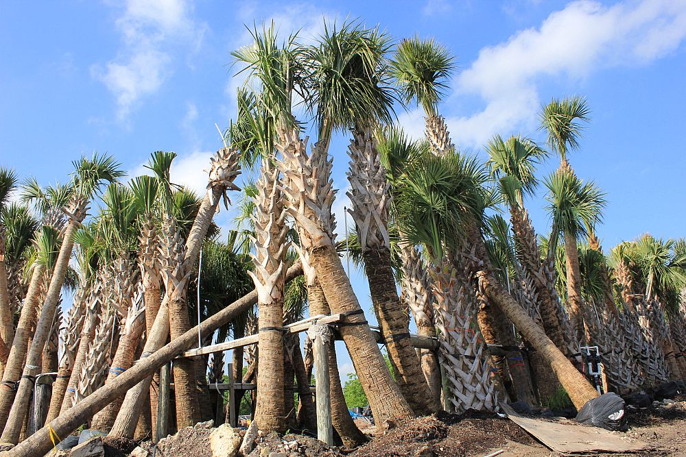 sabal-palmetto-cabbage-palm