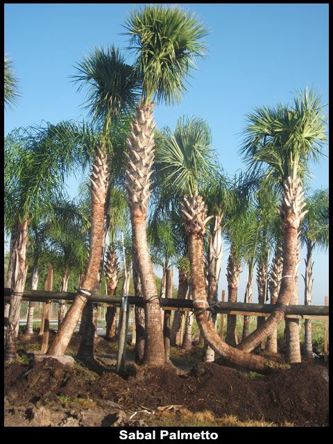 sabal-palmetto-cabbage-palm