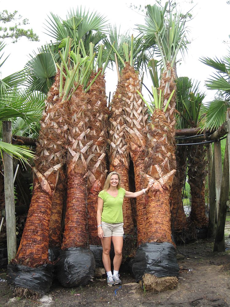 sabal-palmetto-cabbage-palm