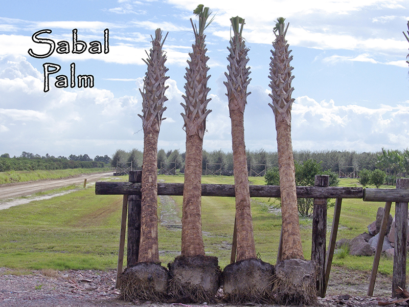 sabal-palmetto-cabbage-palm