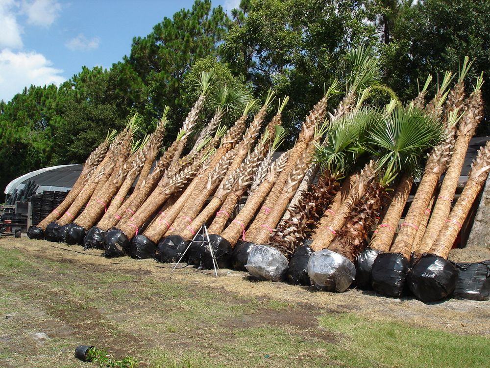 sabal-palmetto-cabbage-palm