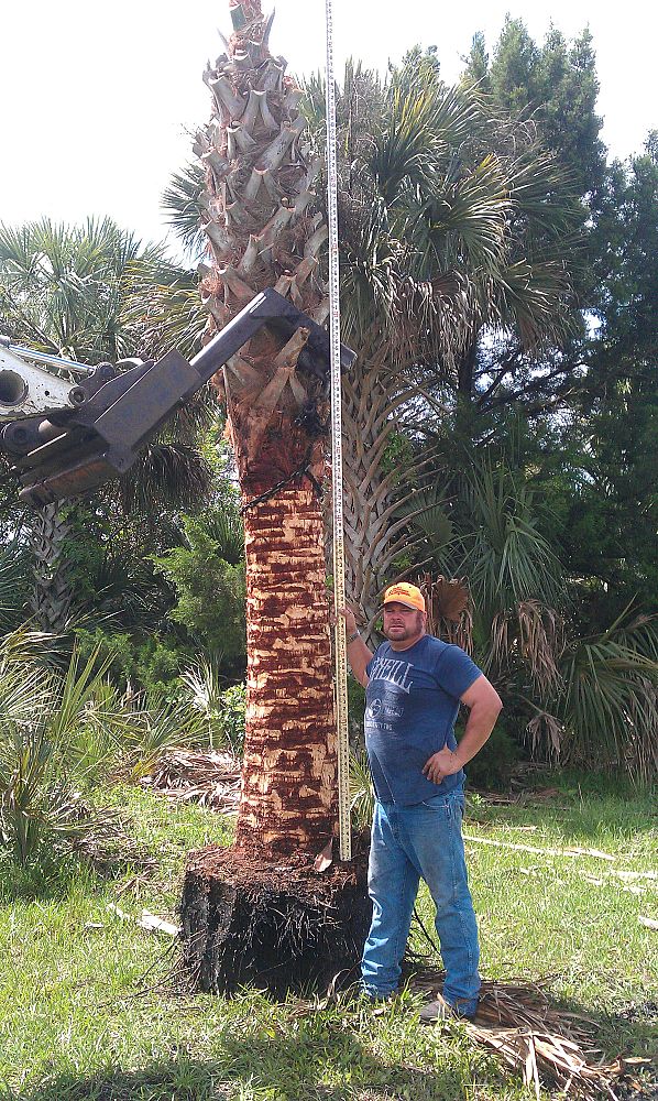 sabal-palmetto-cabbage-palm
