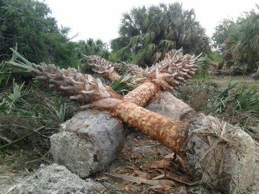sabal-palmetto-cabbage-palm
