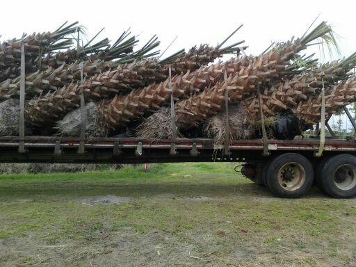 sabal-palmetto-cabbage-palm
