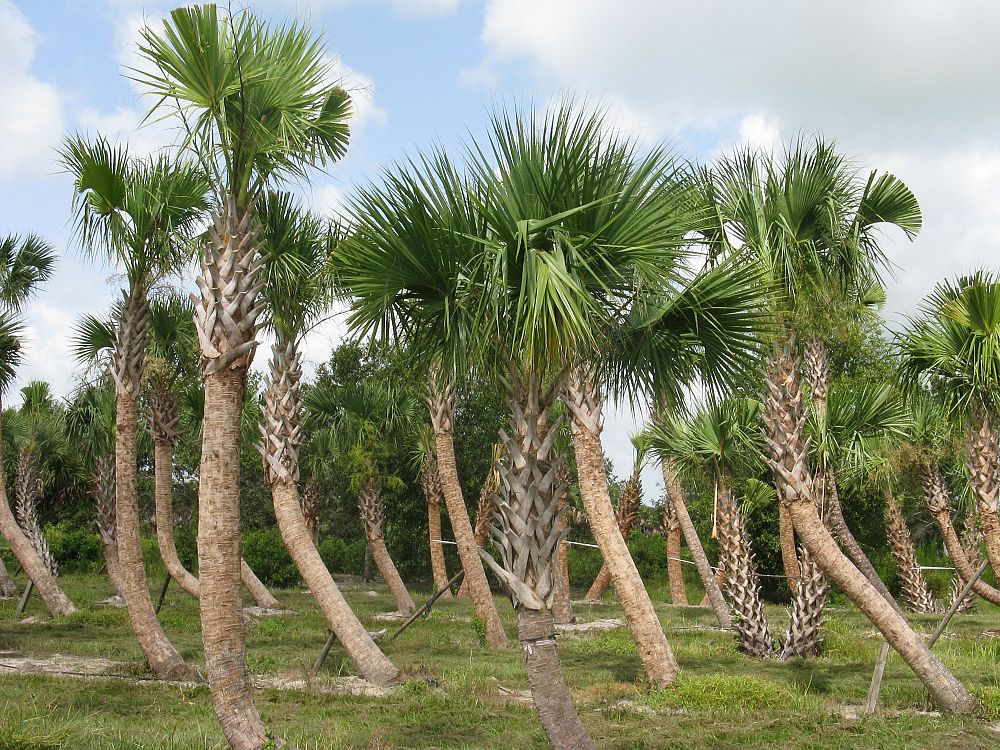 sabal-palmetto-cabbage-palm