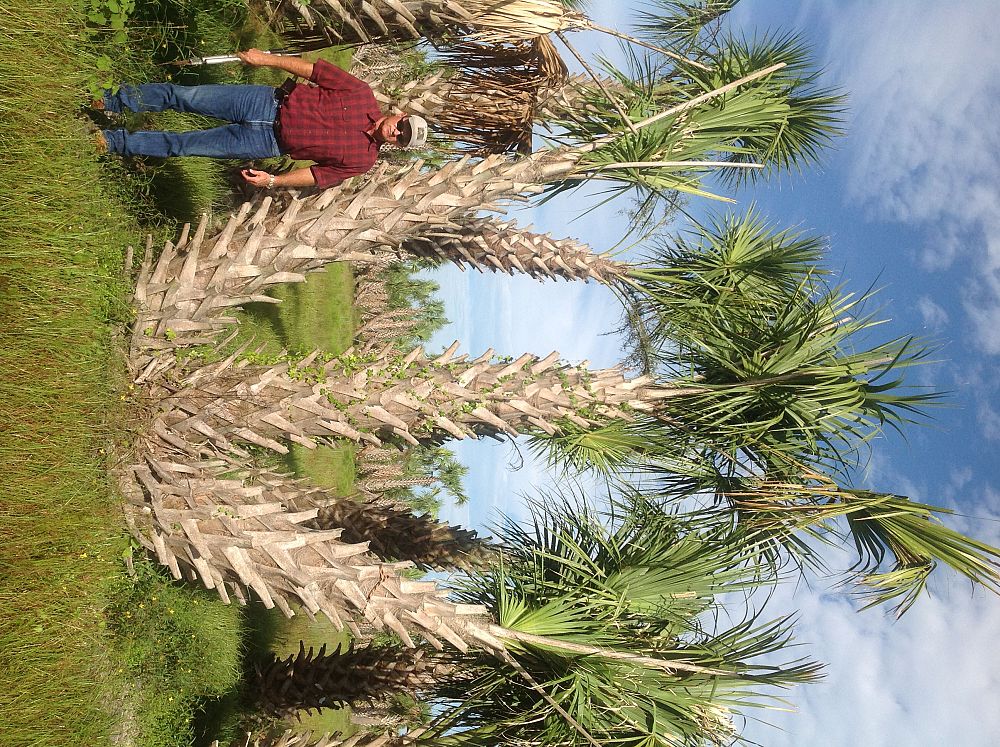 sabal-palmetto-cabbage-palm