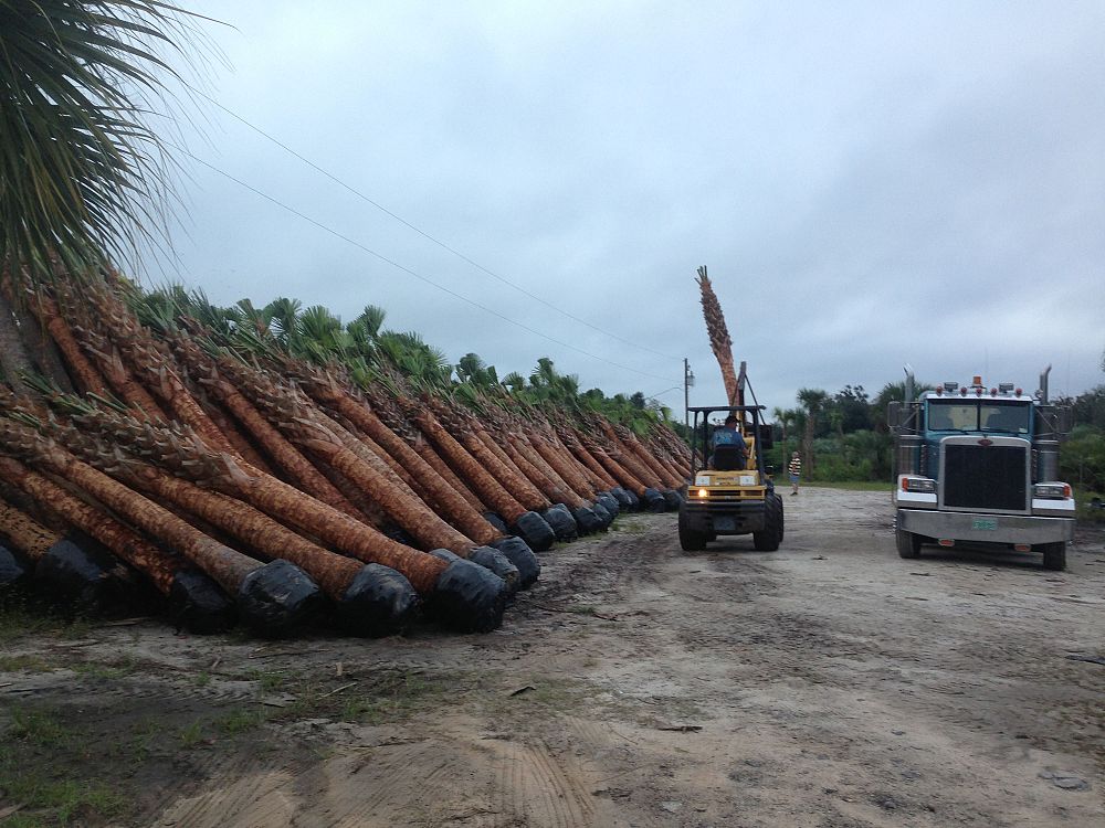 sabal-palmetto-cabbage-palm