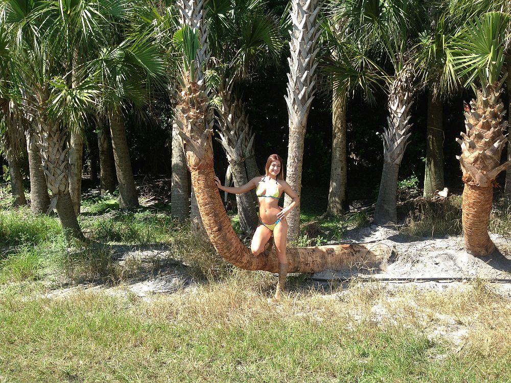 sabal-palmetto-cabbage-palm