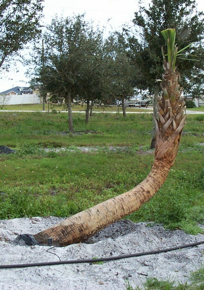 sabal-palmetto-cabbage-palm