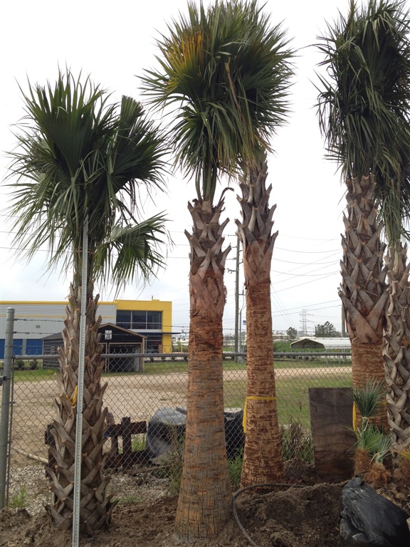 sabal-palmetto-cabbage-palm