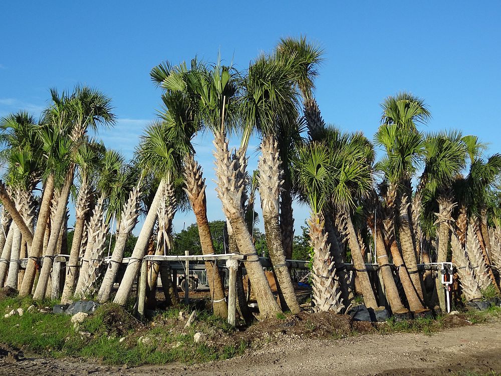 sabal-palmetto-cabbage-palm