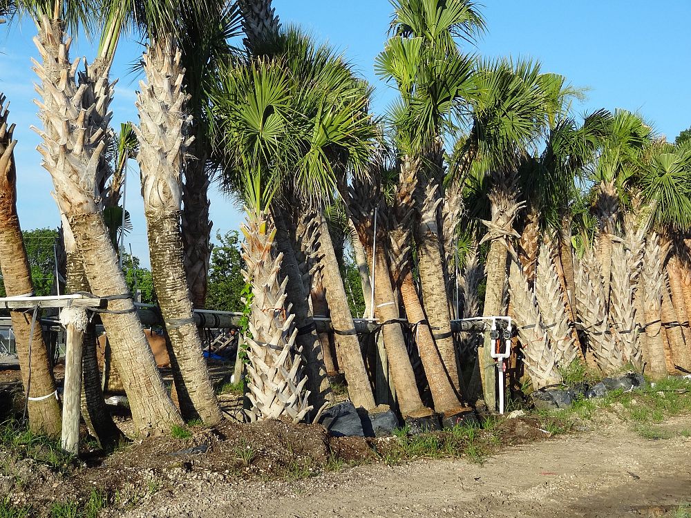 sabal-palmetto-cabbage-palm