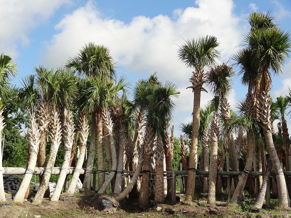 sabal-palmetto-cabbage-palm