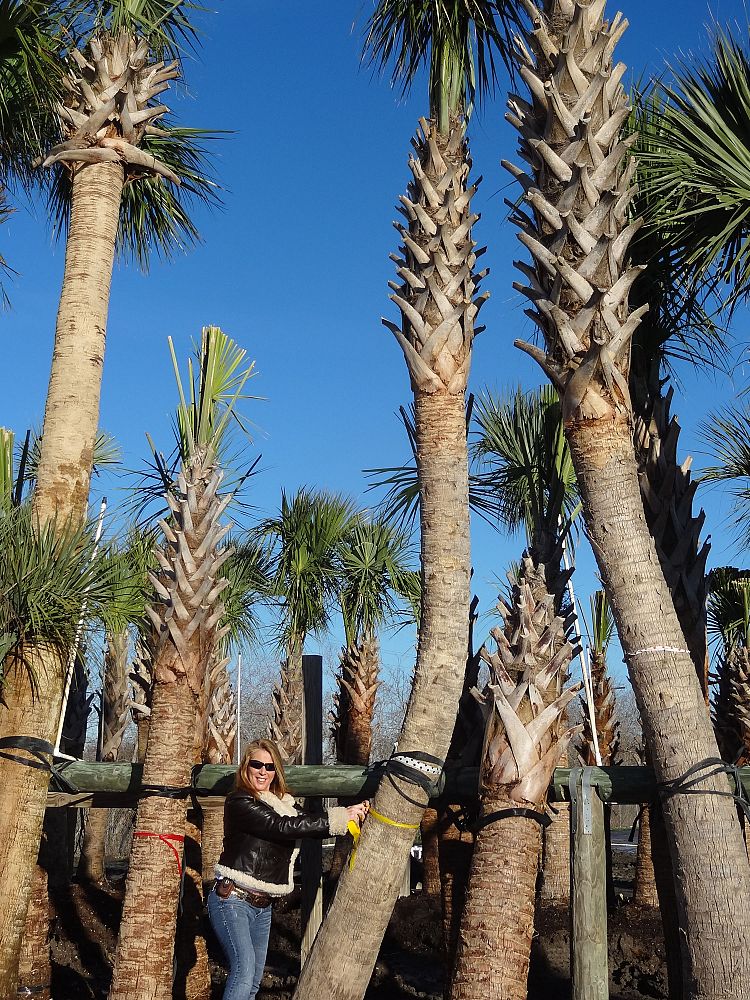 sabal-palmetto-cabbage-palm